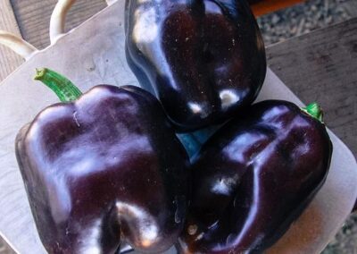 eggplant