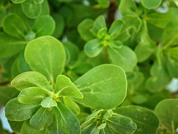 purslane leaves