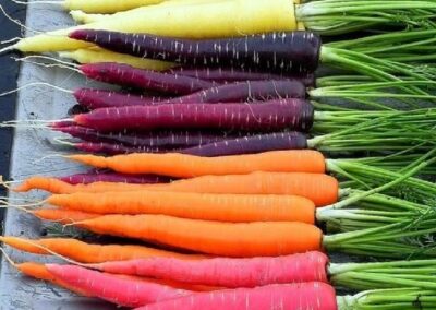 multi-colored carrots