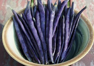 royal burgundy beans